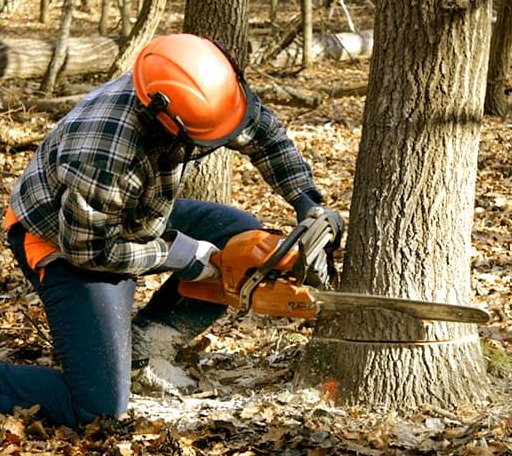 Tree Removal in Coppell, TX